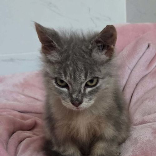 Blackberry  - Domestic Long Hair (DLH) Cat