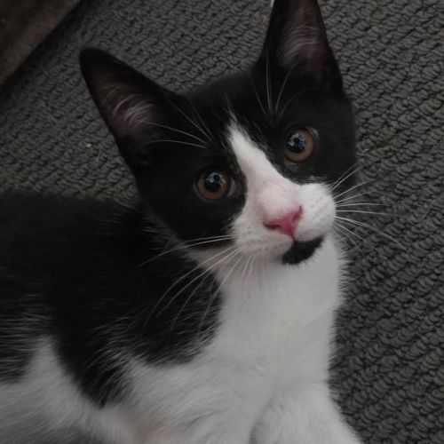 Benedict - Domestic Short Hair (DSH) Cat