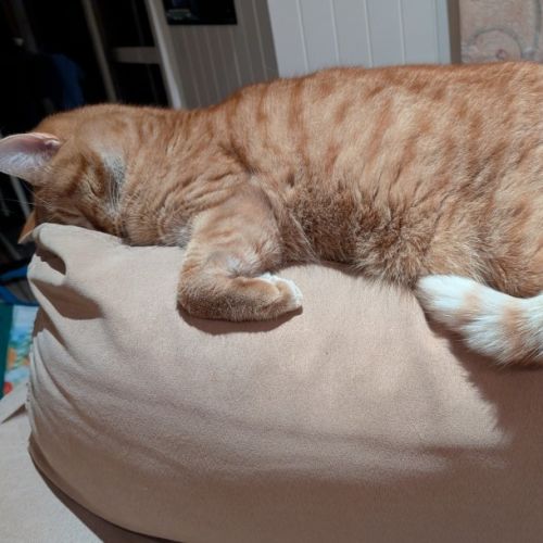 Jasper - The Couch Potatoe - Domestic Medium Hair (DMH) Cat