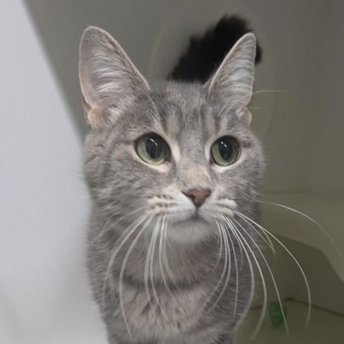 🩶 Nala 6984 🩶 - Domestic Short Hair (DSH) Cat