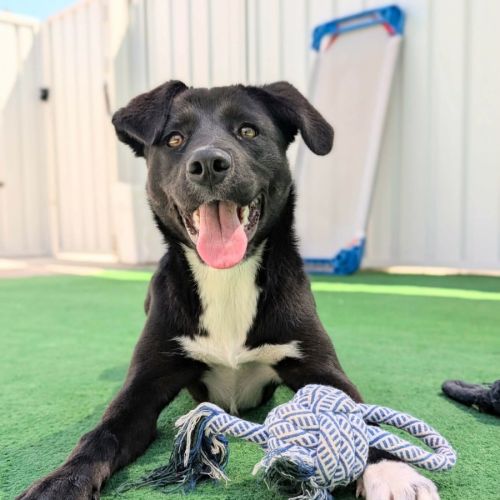 Olive - Australian Kelpie x Border Collie Dog
