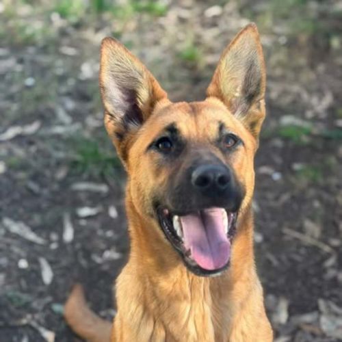 Wasabi - Belgian Shepherd Dog