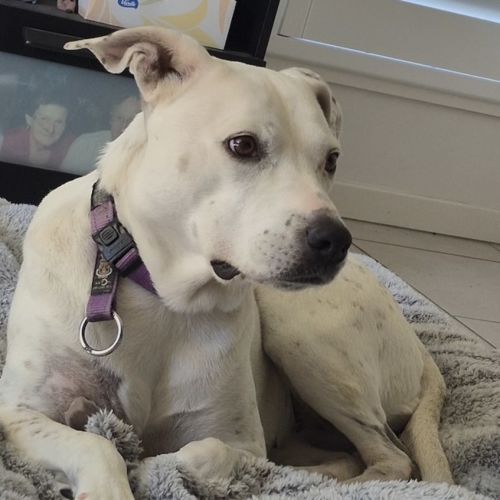 Sasha - Staffordshire Bull Terrier Dog