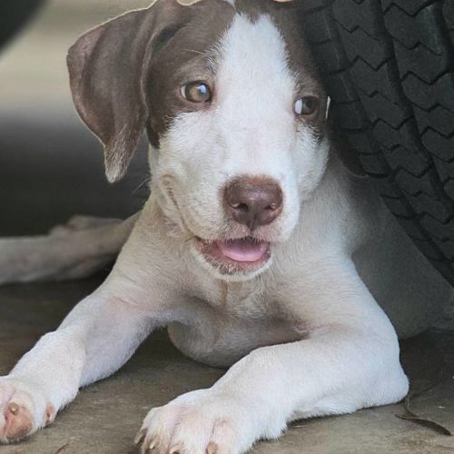 Streek - Mixed breed Dog