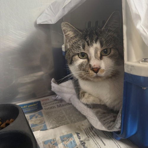 Axel - Domestic Short Hair (DSH) Cat
