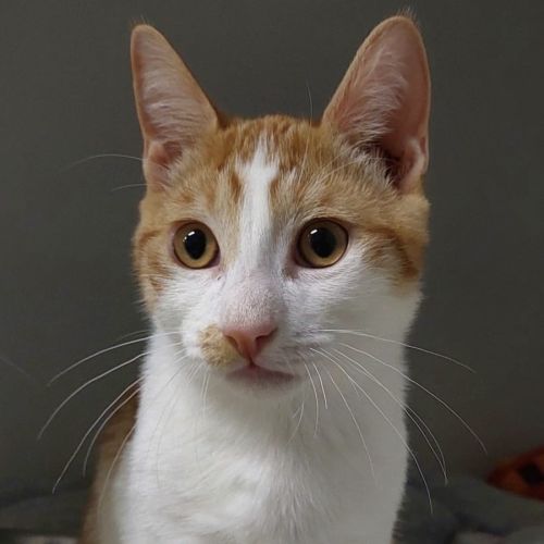 Harlow - Domestic Short Hair (DSH) Cat