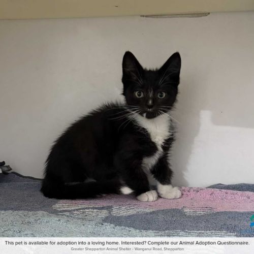 Kira - Domestic Short Hair (DSH) Cat