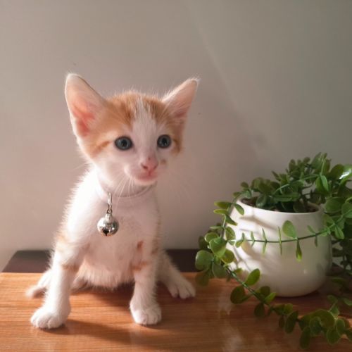 Icarus - Domestic Short Hair (DSH) Cat