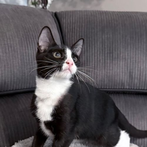 Clover - Domestic Short Hair (DSH) Cat