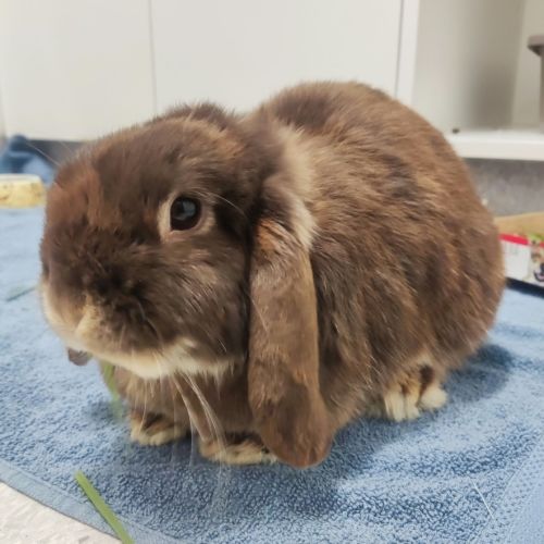 Hazel - Lop Eared Rabbit