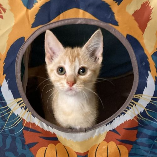 Kian - Domestic Short Hair (DSH) Cat