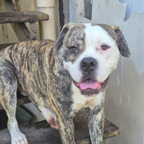 Buster - American Bulldog