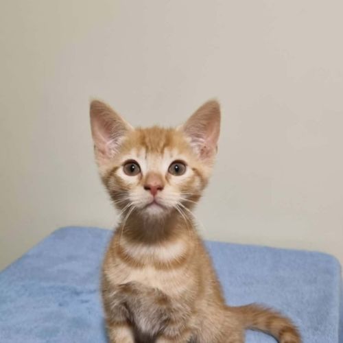 Ron - Domestic Short Hair (DSH) Cat