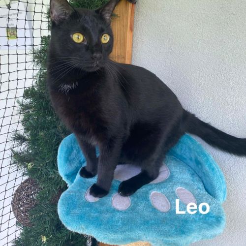 Leo - Domestic Short Hair (DSH) Cat
