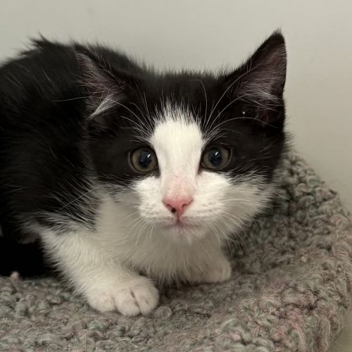 Waffles - Domestic Short Hair Cat