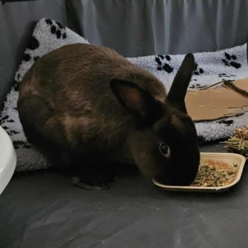 Bop - Netherland Dwarf Rabbit