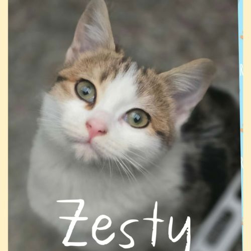 Zesty - Domestic Short Hair (DSH) Cat