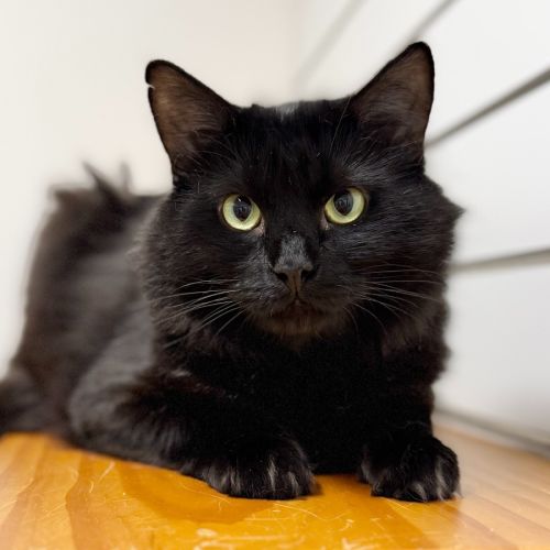 Jeremy - Domestic Medium Hair (DMH) Cat