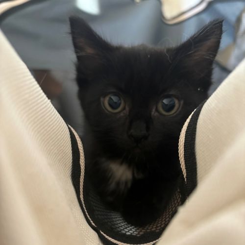 Nori - Domestic Short Hair (DSH) Cat