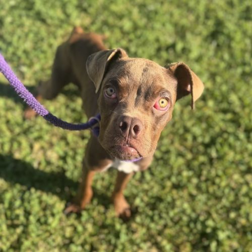 Ren imp 1717 - American Staffordshire Terrier x Boxer Dog