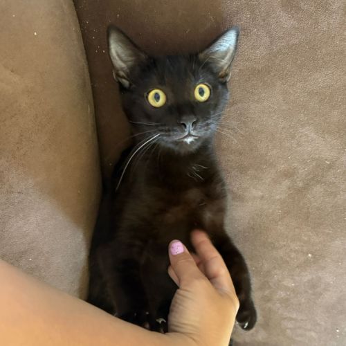 Roman - Domestic Short Hair (DSH) Cat