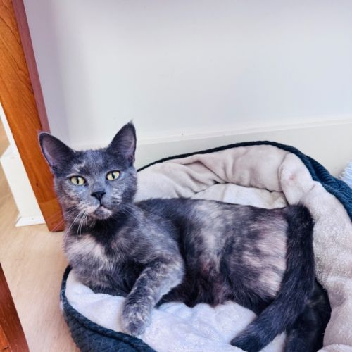 Sophie - Domestic Short Hair (DSH) Cat