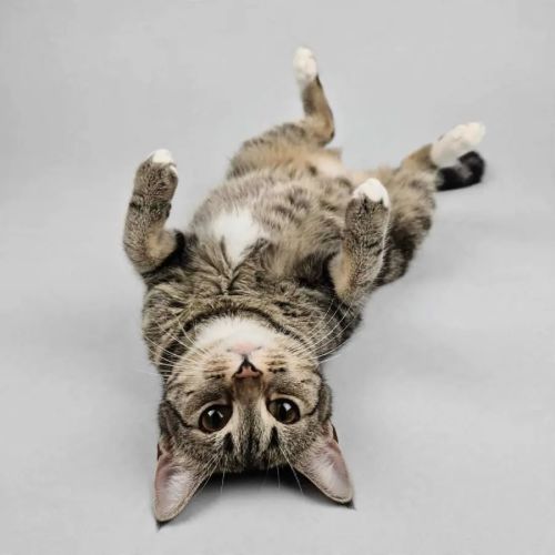 Mamacita - Domestic Short Hair (DSH) Cat