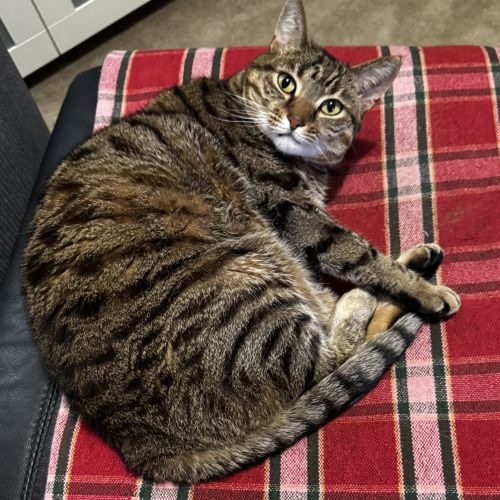 Tiger - Domestic Short Hair (DSH) Cat