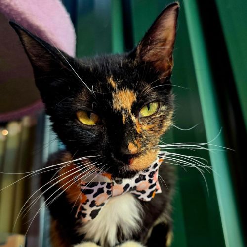 Dottie - Domestic Short Hair (DSH) Cat