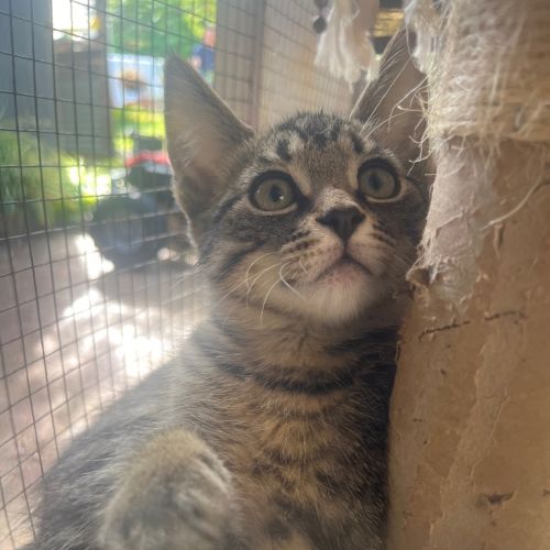 Kitten 2 - Domestic Short Hair (DSH) Cat