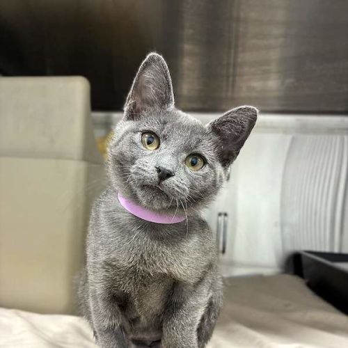 Ash - Domestic Short Hair (DSH) Cat