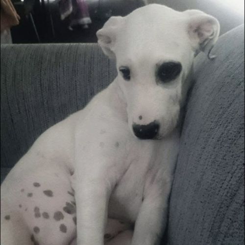 Chloe - Australian Bulldog x Greyhound Dog