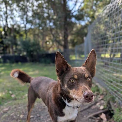 Copper - Australian Kelpie Dog