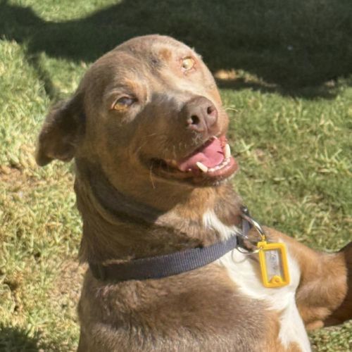 Phoenix  - Australian Kelpie Dog