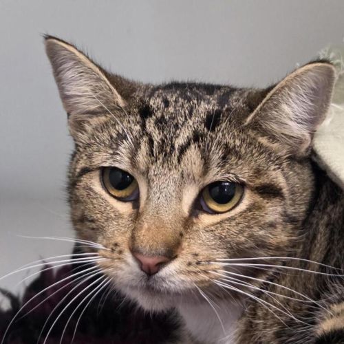 Marmee  - Domestic Short Hair Cat