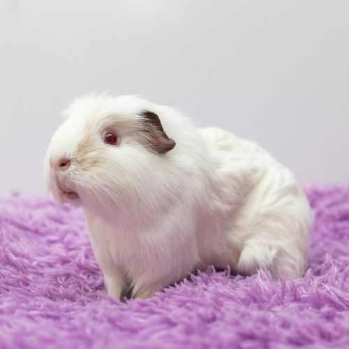 Thelma - Smooth Hair Guinea Pig