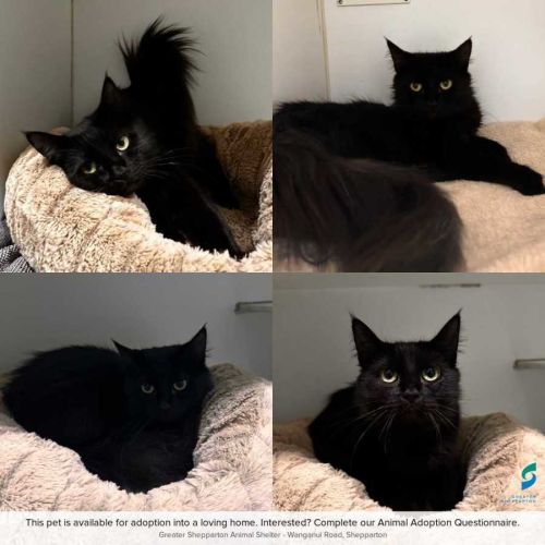 Bee - Domestic Short Hair (DSH) Cat