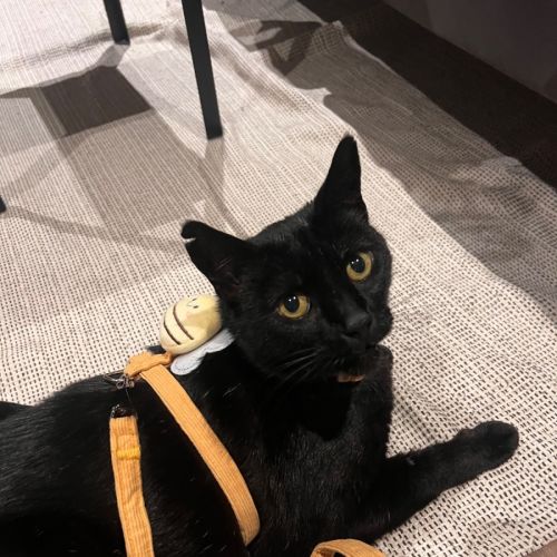 Social Butterfly Luna-Rose - Domestic Short Hair (DSH) Cat
