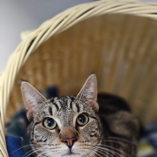 Buddy - Domestic Short Hair (DSH) Cat