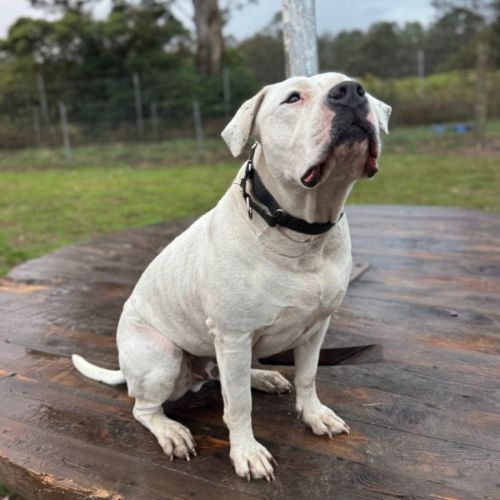 Marky Mark  - American Staffordshire Terrier Dog