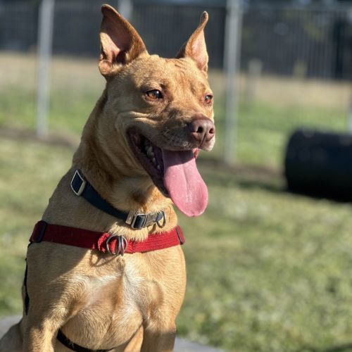 Jasper - Medium Cross Breed Dog