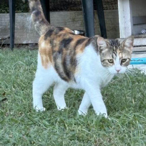 Artemis and Apollo - Domestic Short Hair Cat