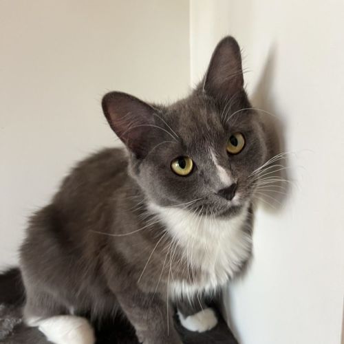 Paige - Domestic Medium Hair (DMH) Cat