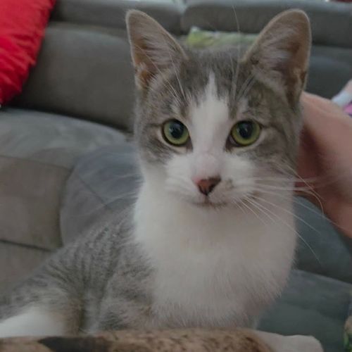 Toby - Domestic Short Hair (DSH) Cat