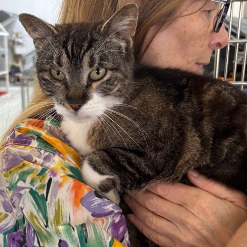 Isaac - Domestic Short Hair (DSH) Cat