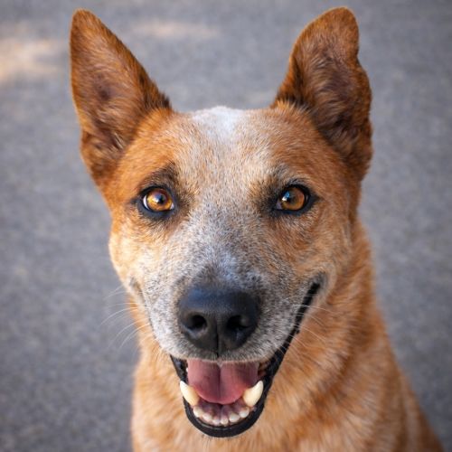 Ekon - Australian Cattle Dog