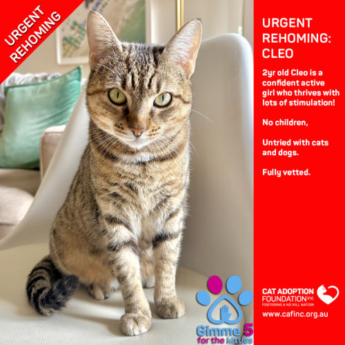 Cleo - Domestic Short Hair (DSH) Cat