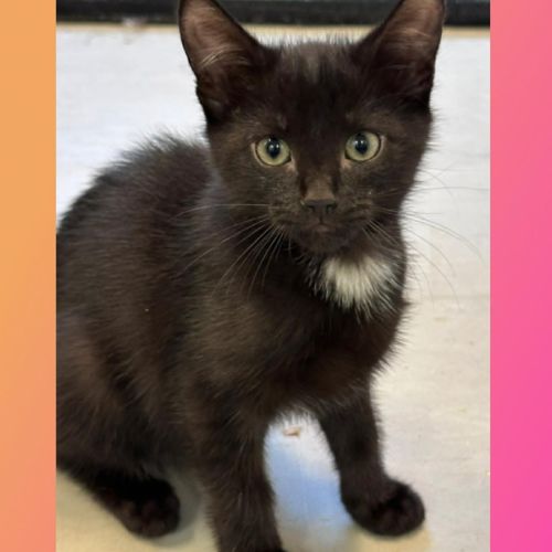 Hilda - Domestic Short Hair (DSH) Cat