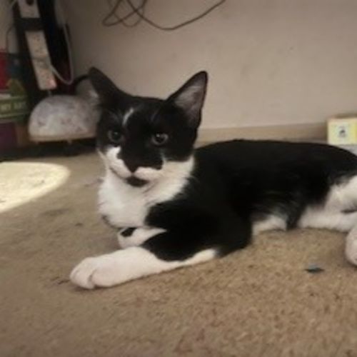 Iwa - Domestic Short Hair (DSH) Cat