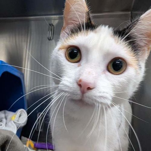 Mishka - Domestic Short Hair (DSH) Cat